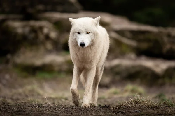 Lobo Blanco Bosque — Foto de Stock