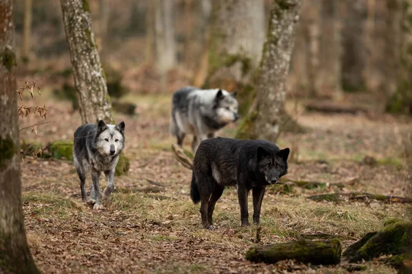 Lobo Negro Bosque — Foto de Stock