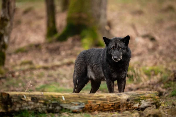 Black Wolf Forest — Stock Photo, Image