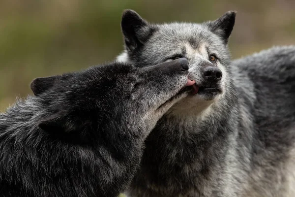 Lobo Negro Familia Jugando Bosque —  Fotos de Stock