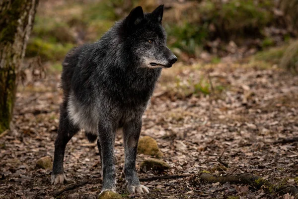 Black Wolf Forest — Stock Photo, Image