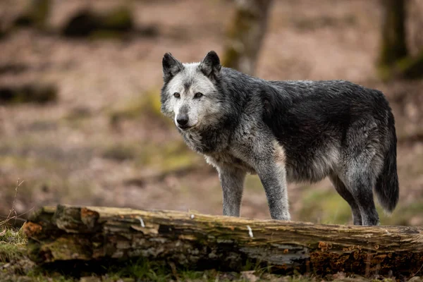 Black wolf in the forest