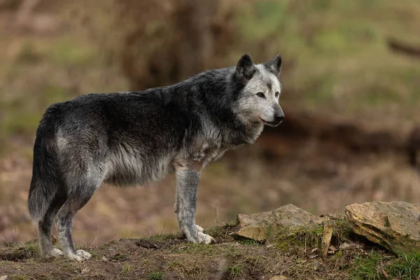 Черный Волк Лесу — стоковое фото