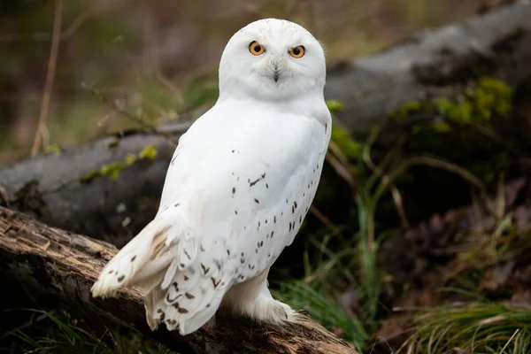 Snowy Owl Seated Forest — Stock Photo, Image
