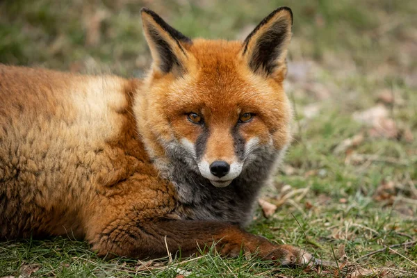 Portret Red Fox — Zdjęcie stockowe