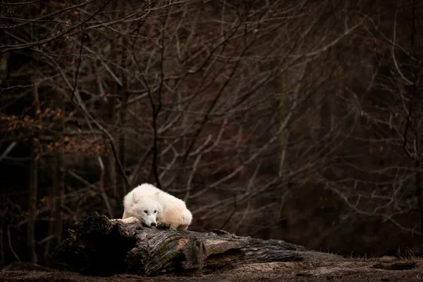 森林里的白狼 — 图库照片