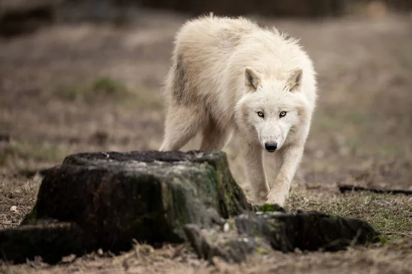 Ormandaki beyaz kurt