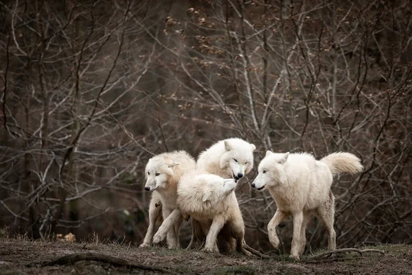 White Wolf Family Playing Forest — Stock Photo, Image