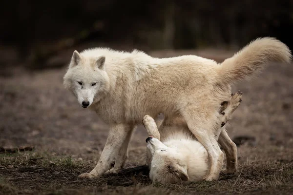 Lobo Blanco Familia Jugando Bosque — Foto de Stock