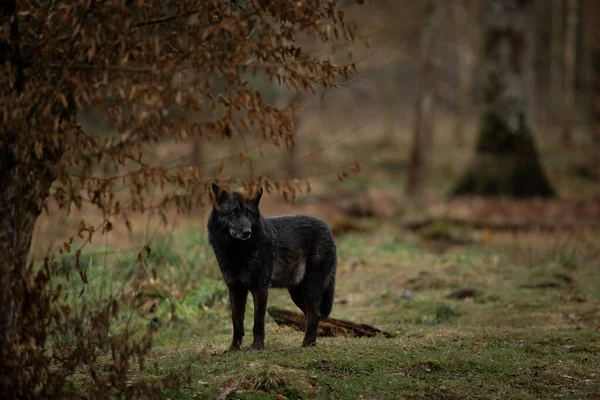 Zwarte Wolf Het Bos — Stockfoto