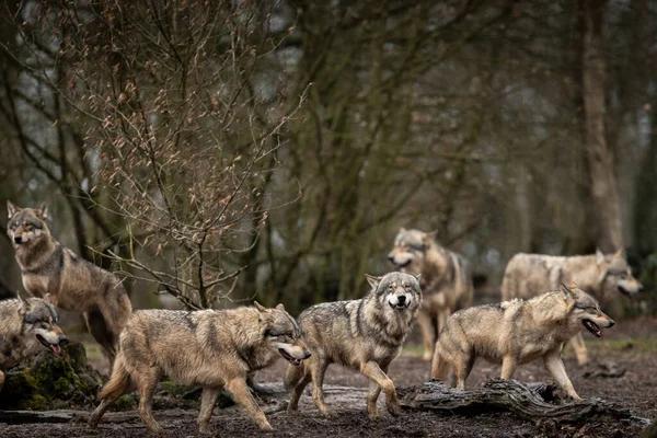 Famiglia Lupi Grigi Nella Foresta — Foto Stock