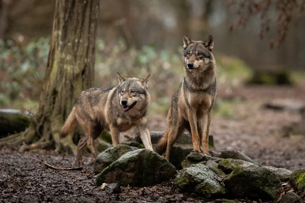 Familia Lobos Grises Bosque — Foto de Stock