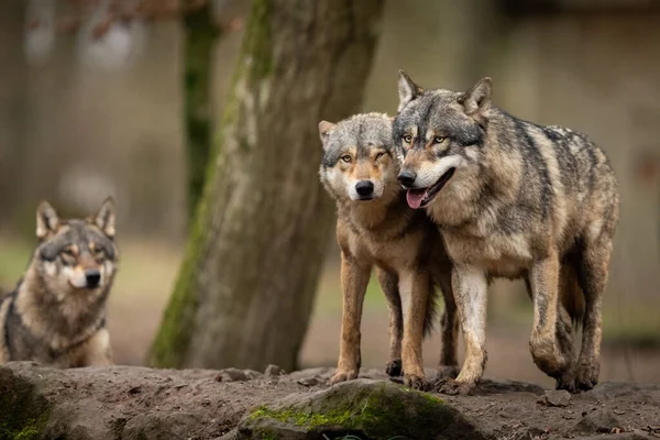 Grey Wolf Family Forest — Stock Photo, Image