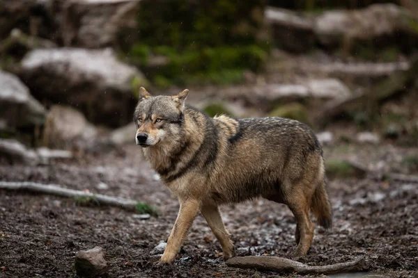 Graue Wolfsfamilie Wald — Stockfoto