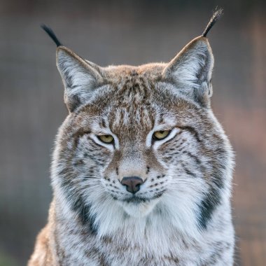 bobcat portresi