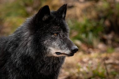 Ormandaki bir kurt portresi.