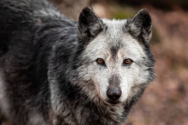 Ormandaki bir kurt portresi.