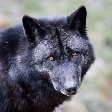 Ormandaki bir kurt portresi.