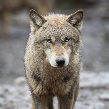 Ormandaki Gri Kurt portresi