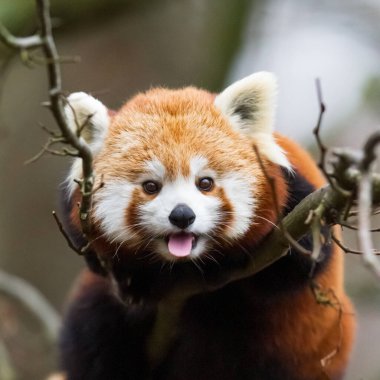 Kızıl bir panda portresi