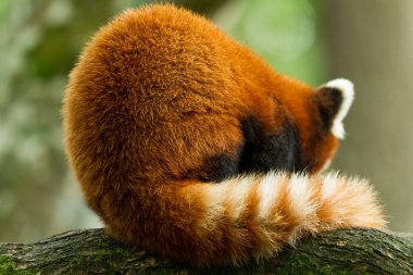 Red panda ağacında