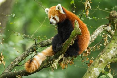 Red panda ağacında