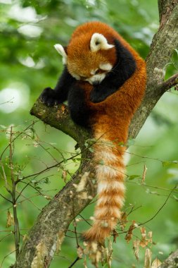 Red panda ağacında