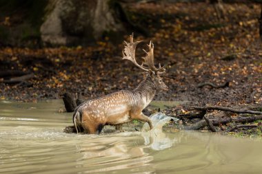 Tekdüzelik sırasında ormanda yüzen Fallow geyiği.