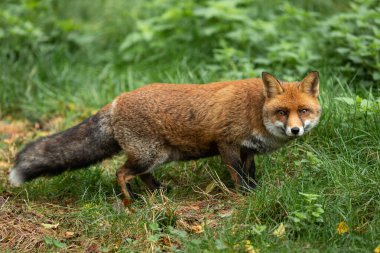 Ormanda kızıl tilki
