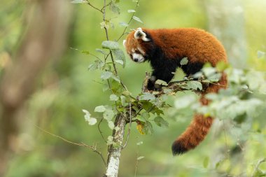 Red panda eating in the forest