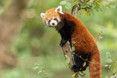 Red panda eating in the forest