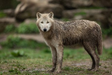 Ormanda bir beyaz kurdun portresi 