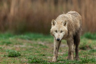 Ormandaki beyaz kurt 