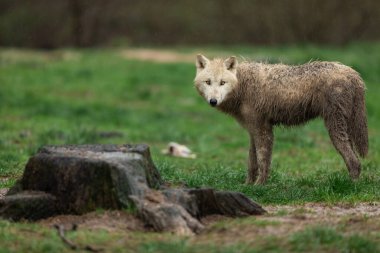Ormandaki beyaz kurt 