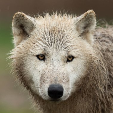 Ormandaki beyaz bir kurdun beyaz portresi 