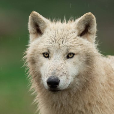 Ormanda bir beyaz kurdun portresi 