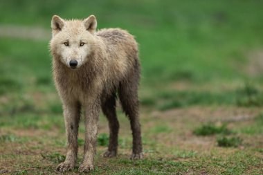 Ormandaki beyaz kurt 