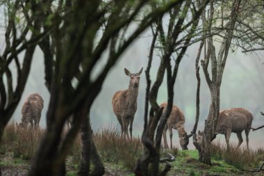 Sis atmosferinde kızıl geyik 