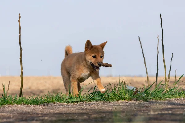 Young Shiba Inu Παίζει Στο Γρασίδι — Φωτογραφία Αρχείου