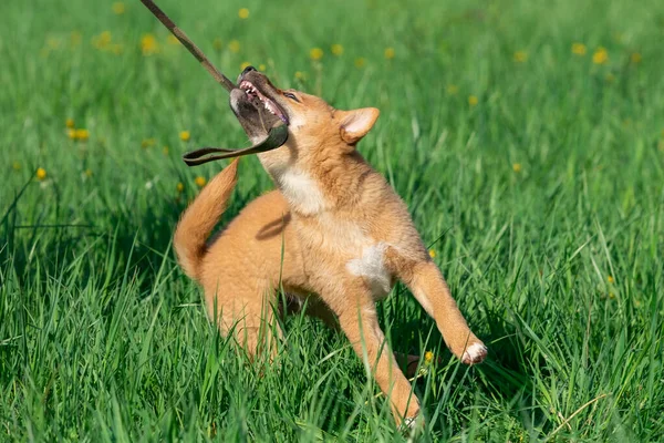 Young Shiba Inu Παίζει Στο Γρασίδι — Φωτογραφία Αρχείου