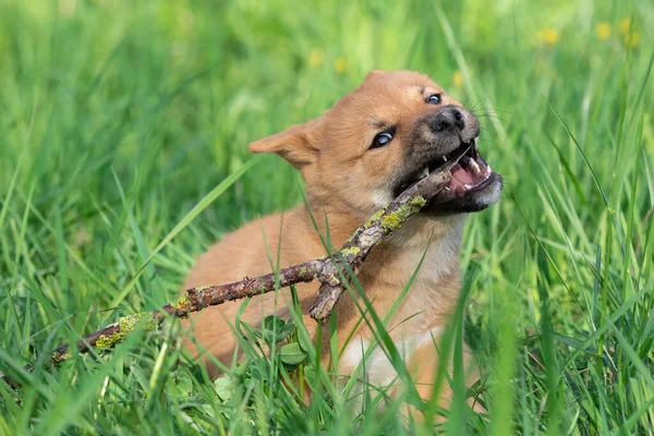 草の中で遊ぶ若い芝犬 — ストック写真