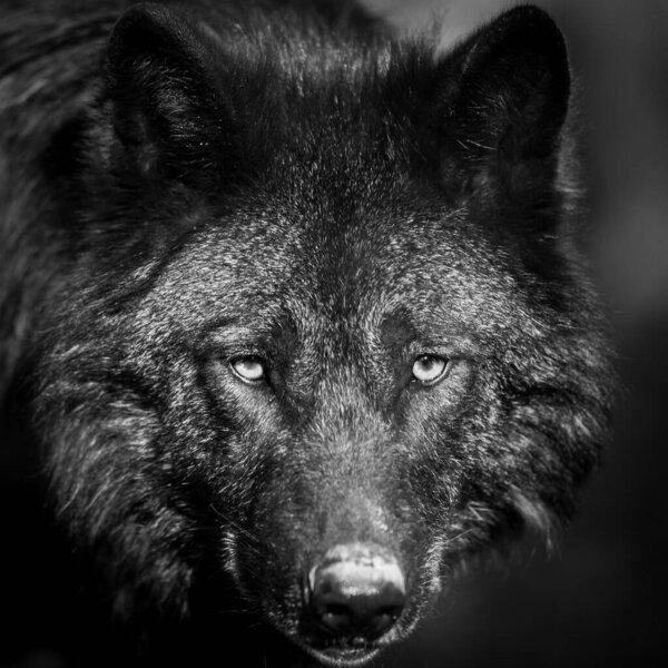 Portrait of a black wolf