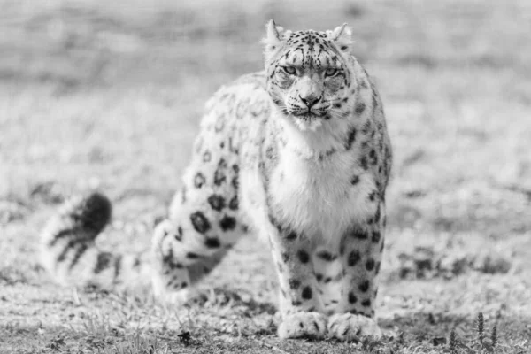 Leopardo Neve Floresta — Fotografia de Stock