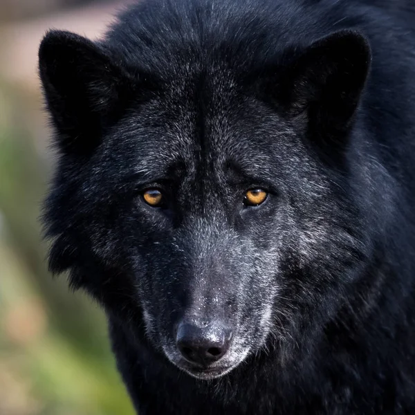 Προσωπογραφία Ενός Timberwolf — Φωτογραφία Αρχείου