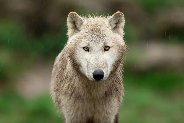 Portret Van Een Witte Wolf Het Bos — Stockfoto