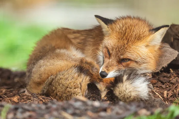 森の中で眠っている赤いキツネ — ストック写真