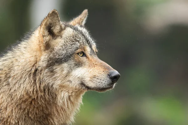 Retrato Lobo Cinzento — Fotografia de Stock