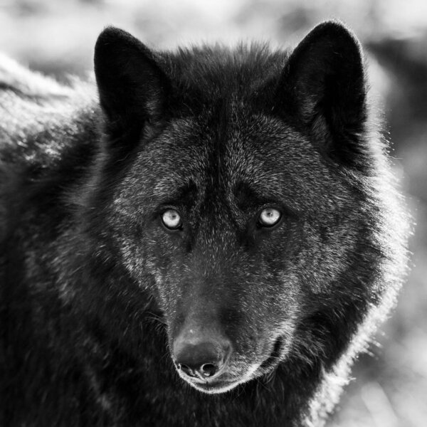 Portrait of a timberwolf