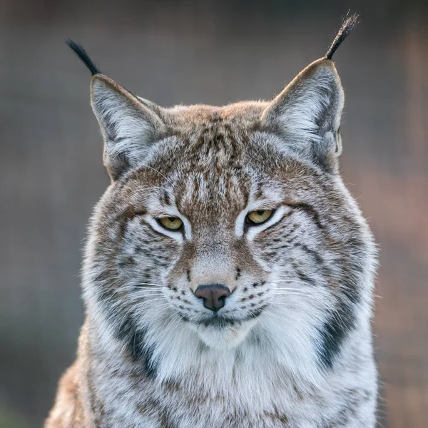 Πορτρέτο Του Ένα Bobcat — Φωτογραφία Αρχείου