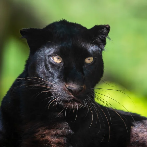 Πορτρέτο Ενός Μαύρου Πάνθηρα Στη Ζούγκλα — Φωτογραφία Αρχείου